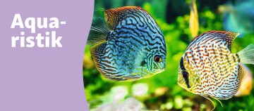 Teaser Aquaristik
