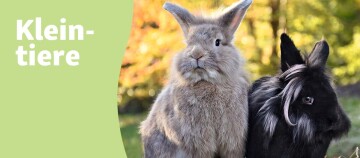 Teaser Kleintiere