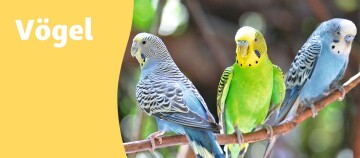 Teaser Vögel