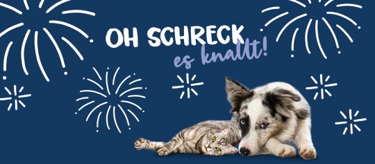 Katze und Hund liegen zusammen vor blauem Hintergrund mit Feuerwerksillustrationen und dem Text 'Oh Schreck es knallt', symbolisieren die Angst von Haustieren vor Feuerwerk