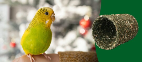 Tolle Geschenkideen für Ziervögel