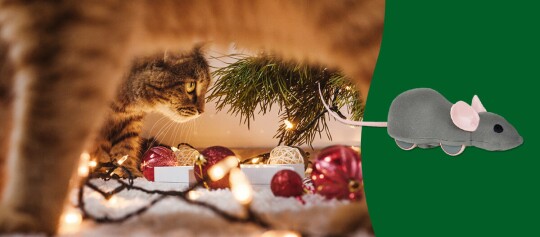 Tolle Geschenkideen für Katzen