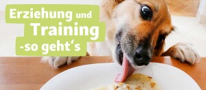 Hund leckt Essen von einem Teller auf einem Holztisch, Erziehung und Training - so geht's, Hundetraining und Hundeerziehung