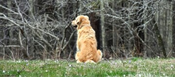 Golden retriever assis dans un champ fleuri regardant une forêt dénudée au printemps