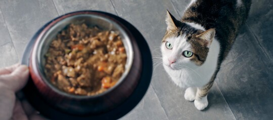 Gros plan d'une personne tenant un bol de nourriture humide pour chat, avec un chat blanc et tigré aux yeux verts regardant attentivement.