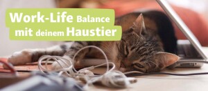 Entspannte Katze liegt neben Laptop und Kopfhörern am Arbeitsplatz – Work-Life-Balance mit deinem Haustier