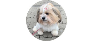 dog_1_1200x527_circle