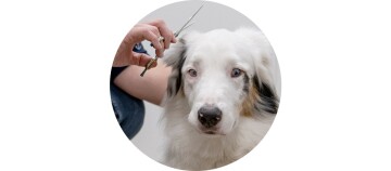 dog_2_1200x527_circle