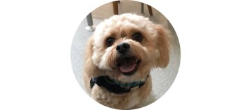 dog_3_1200x527_circle