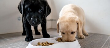 Zwei Labrador-Welpen, ein schwarzer und ein gelber, fressen Trockenfutter aus einem weißen Futternapf auf einem Fliesenboden.