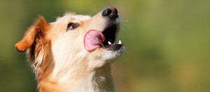 Nahaufnahme eines hellbraunen und weißen Hundes, der sich die Nase leckt, mit grünem unscharfem Hintergrund im Freien