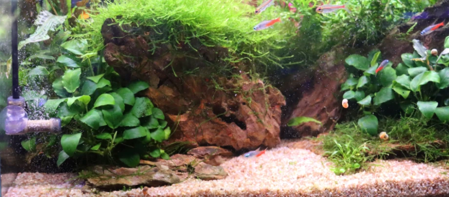 Perché è importante utilizzare in acquario l’impianto Amtra CO2 System