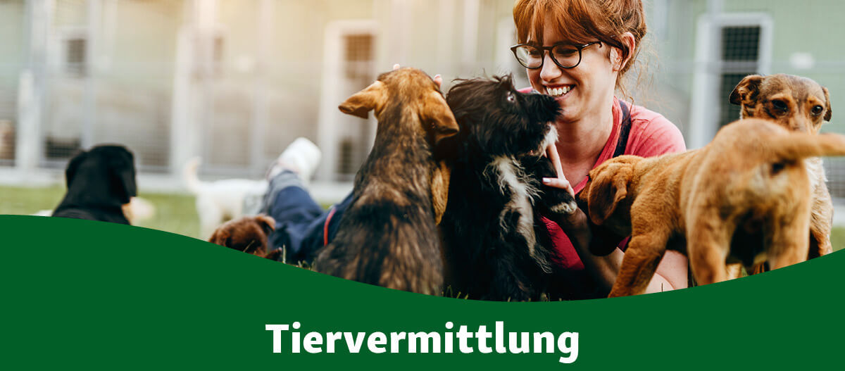 Tiervermittlung Glückliche Frau mit Brille spielt mit verspielten Welpen im Tierheim – Tiervermittlung und Adoption von Haustieren