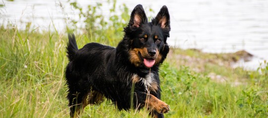 Glücklicher schwarz-brauner Hund mit flauschigem Fell läuft spielerisch durch grünes Gras am Seeufer