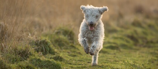 Kleiner lockiger Hund läuft fröhlich auf einem grasbewachsenen Weg bei Sonnenuntergang