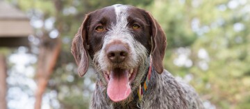 Nahaufnahme eines glücklichen braun-weiß gesprenkelten Hundes mit buntem Halsband im Freien vor grünem Hintergrund