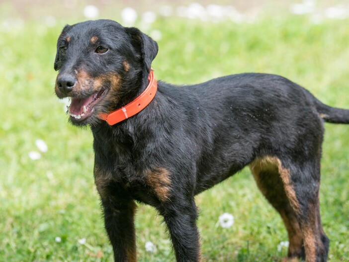 hunde intelligenzspielzeug holz Intelligenzspielzeug aus Holz "Pfote"  Calou  Hochwertiges Zubehr fr  Hund & Katze
