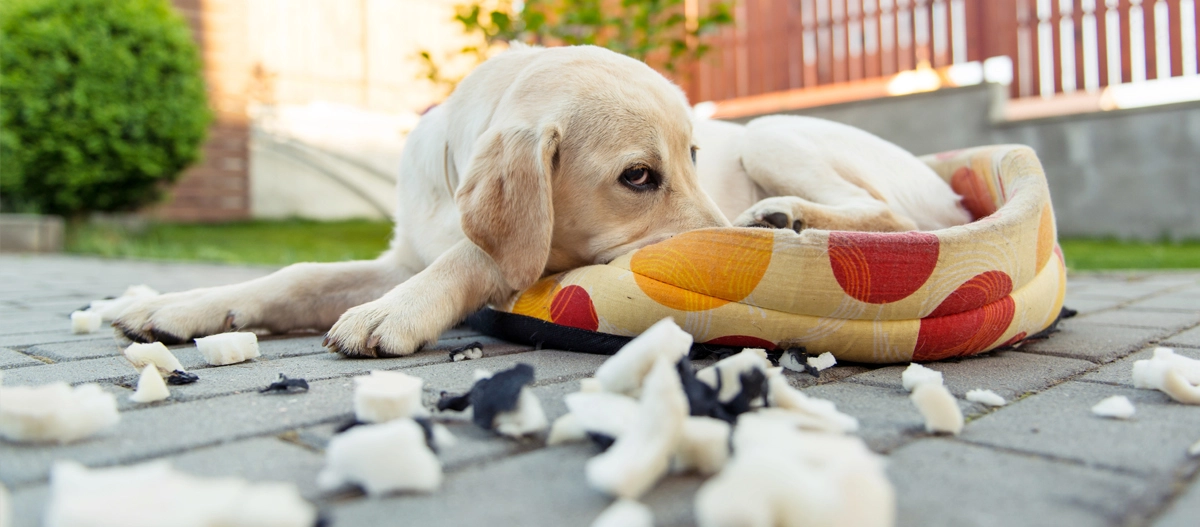 Labrador-Welpe liegt traurig auf einem zerrissenen bunten Hundebett im Garten, umgeben von Schaumstoffstücken.