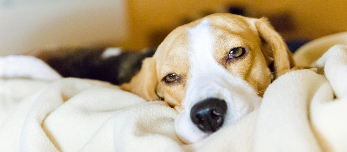 Entspannter Beagle liegt gemütlich auf einer weichen cremefarbenen Decke, Nahaufnahme