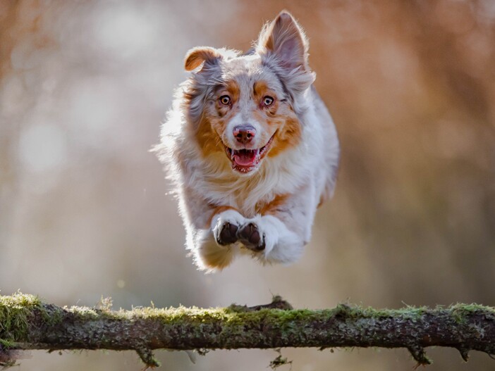 Mini Australian Shepherd: Größe, Charakter und Besonderheiten ..., image size:702x527