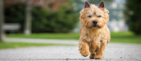 Kleiner rotbrauner Hund mit flauschigem Fell läuft auf einem gepflasterten Weg in einem Park