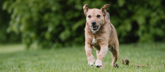 Kleiner brauner Hund mit drahtigem Fell läuft glücklich auf grünem Gras vor unscharfem Hintergrund aus Büschen