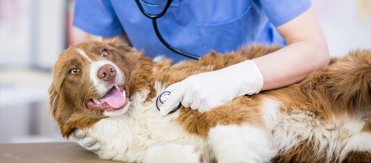 Tierarzt untersucht entspannten braun-weißen Hund mit Stethoskop in der Tierklinik