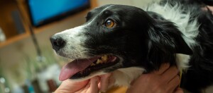 Nahaufnahme eines glücklichen schwarz-weißen Border-Collie-Hundes mit herausgestreckter Zunge, der von einer Person sanft gehalten wird.