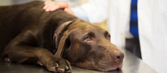 Schokoladen-Labrador liegt auf Untersuchungstisch beim Tierarzt mit beruhigender Hand