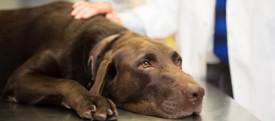 Ein Tierarzt streichelt beruhigend einen Hund