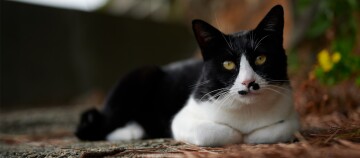 Nahaufnahme einer schwarz-weißen Katze mit gelben Augen, die auf einem mit Kies und Kiefernnadeln bedeckten Boden liegt.
