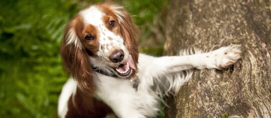 Glücklicher braun-weißer Hund mit Flecken klettert auf einen Baumstamm im Wald