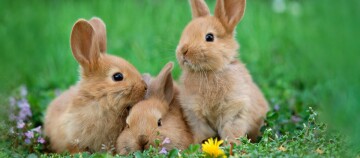 Drei niedliche braune Kaninchen sitzen zusammen auf grünem Gras mit kleinen lila Blumen und einer gelben Löwenzahnblüte.