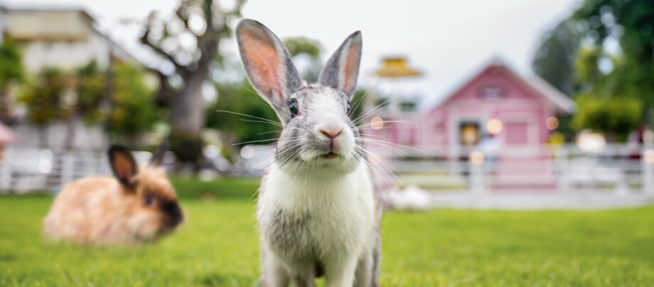 Hauskaninchen im Garten