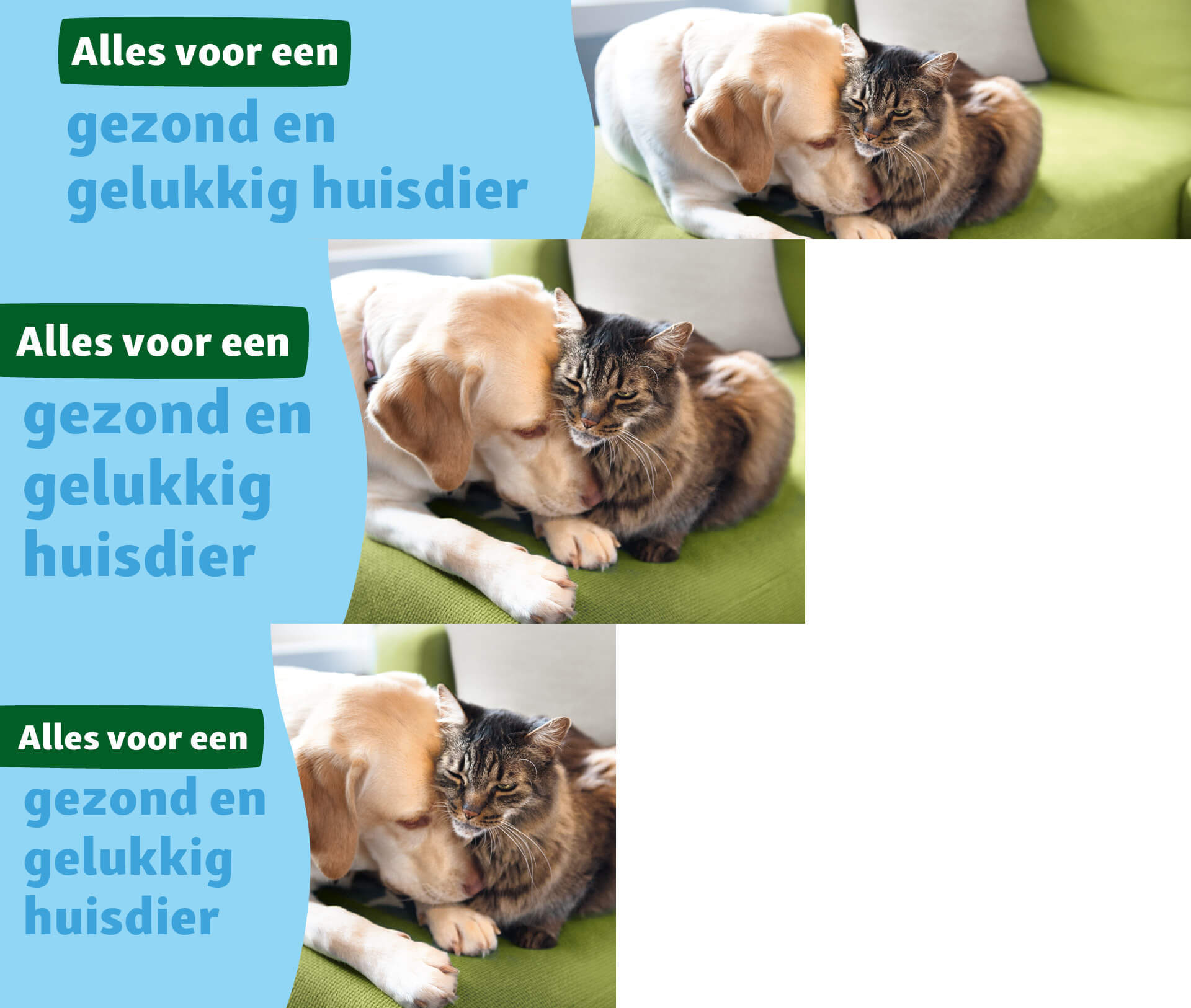 VET assortiment Hond en kat knuffelen samen op een groene bank, symbool voor een gezond en gelukkig huisdier.