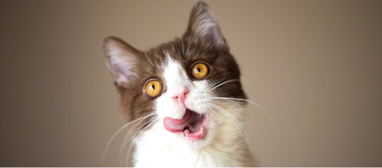 Gros plan d'un chat brun et blanc aux yeux ambrés en train de se lécher les lèvres