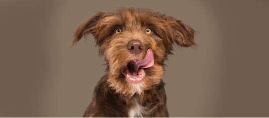Gros plan d'un chien brun à poil hirsute léchant son nez avec la langue, sur un fond marron neutre.