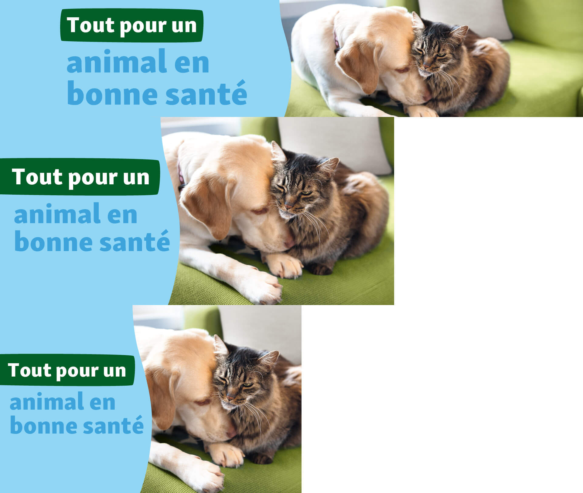 FR_KW48_VET_SG_OS.PLP_1 Un chien Labrador câline tendrement un chat tigré sur un canapé vert – tout pour un animal en bonne santé.