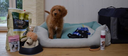 Kleiner brauner Welpe steht auf einem gemütlichen Hundebett, umgeben von Hundefutter, Spielzeug, Geschirr, Bürste und Hundeshampoo.