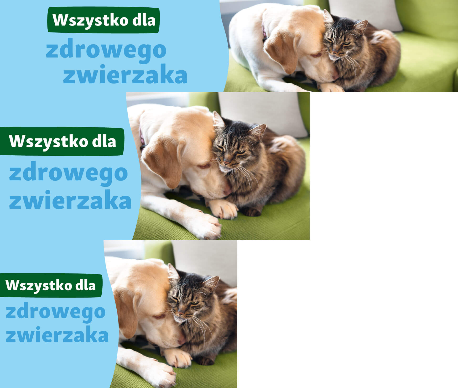 Labrador i pręgowany kot przytulają się na zielonej kanapie – wszystko dla zdrowego zwierzaka.