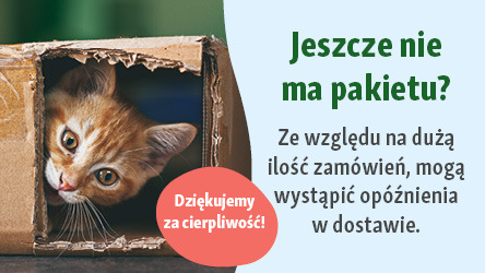 PL_KW49_Lieferverzug_IB_OS_320x180 Uroczy pomarańczowy kotek zagląda z podartego kartonu, informacja o możliwych opóźnieniach w dostawie z powodu dużej liczby zamówień.
