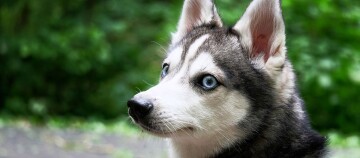 Portraitaufnahme eines Alaskan Klee Kai
