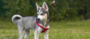 Junger Siberian Husky Welpe mit blauäugigem Blick und rotem Geschirr auf grünem Gras im Park
