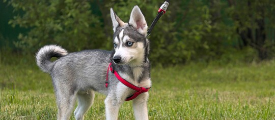 Jonge Siberische Husky-puppy met blauwe ogen en een rood harnas staand op groen gras in het park