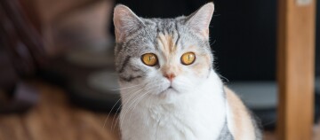 Nahaufnahme einer dreifarbigen Hauskatze mit bernsteinfarbenen Augen, die aufmerksam in die Kamera schaut