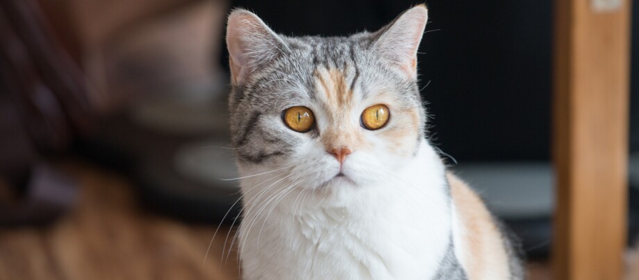 Portrait einer American Wirehair Katze