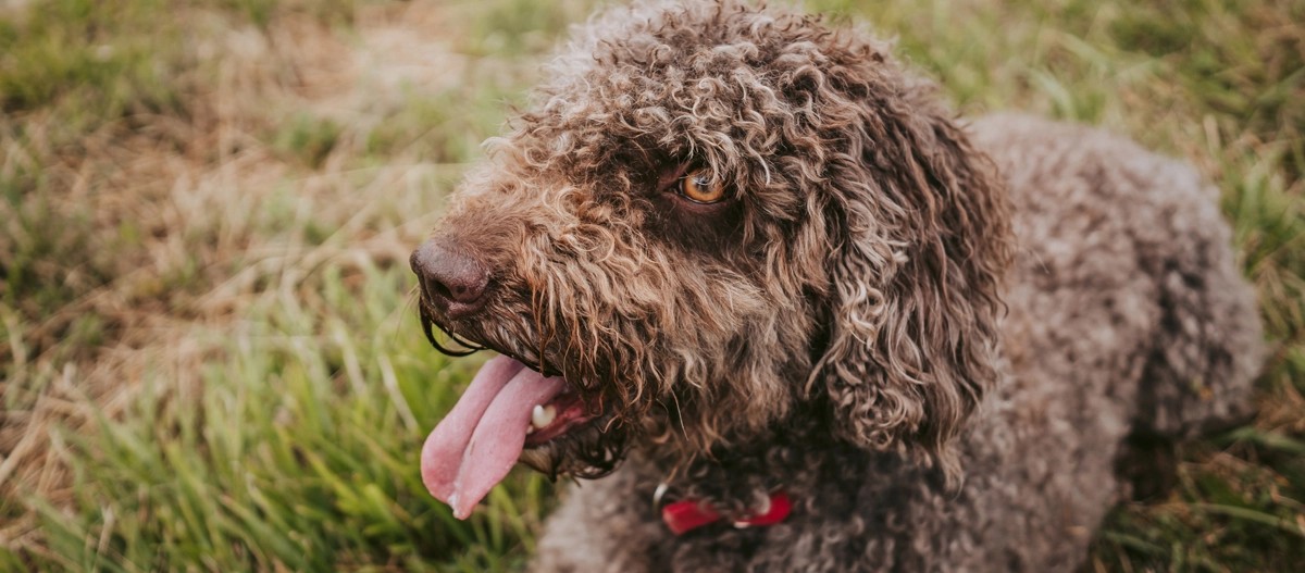 Nahaufnahme eines braunen, lockigen Hundes mit rotem Halsband, der auf grünem Gras liegt und mit herausgestreckter Zunge glücklich aussieht.
