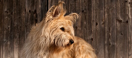 Flauschiger hellbrauner Hund mit zotteligem Fell vor rustikalem Holzhintergrund
