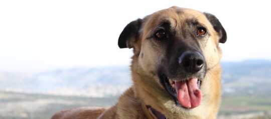 Glücklicher Hund mit braun-schwarzem Fell und herausgestreckter Zunge vor einer Berglandschaft