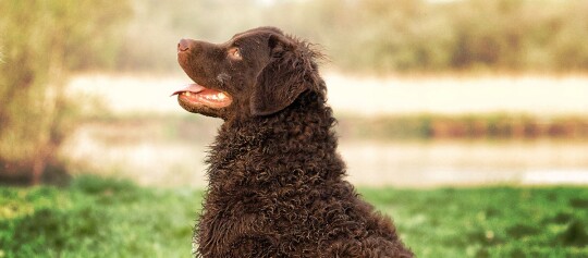 Brauner Curly-Coated Retriever Hund mit lockigem Fell sitzt draußen im Grünen und schaut nach oben